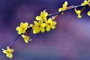 室內養(yǎng)花如何噴水