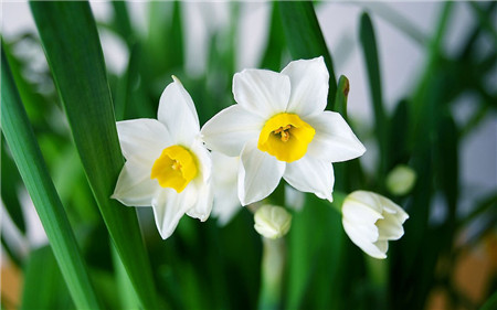 水仙花花蕾干枯是溫度過(guò)低