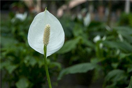 白掌花瓣變黑是換盆換土不當(dāng)