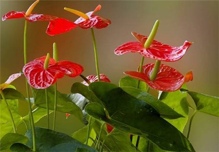 紅掌在夏季要控制溫度