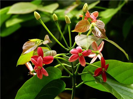 使君子為什么不開(kāi)花