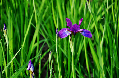 鳶尾不開(kāi)花的原因