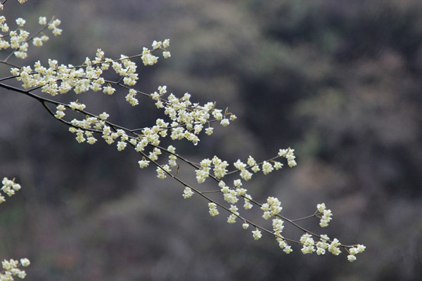 桂花開花為什么不香