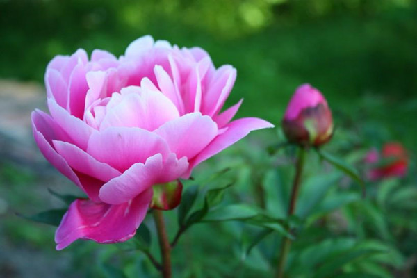 牡丹花不開花怎么辦