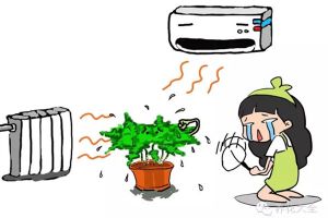 暖氣空調(diào)房，再不噴水，這些植物就干死了