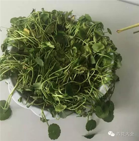 只有少量葉片發(fā)焉