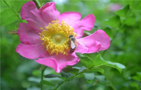 繅絲花爛根怎么辦