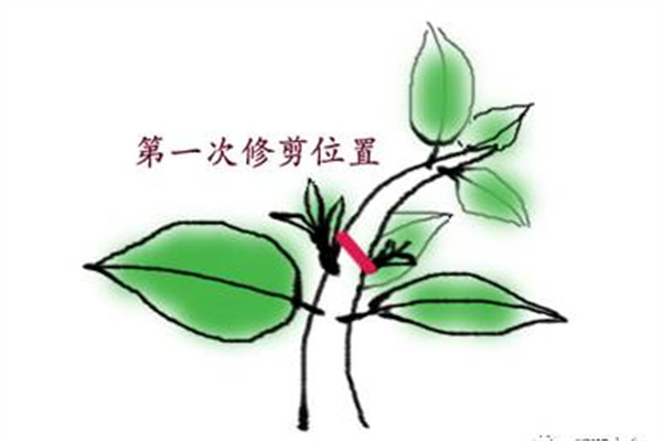 現(xiàn)在不修剪,你的花就離死不遠(yuǎn)了