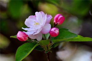 海棠花不開(kāi)花怎么辦