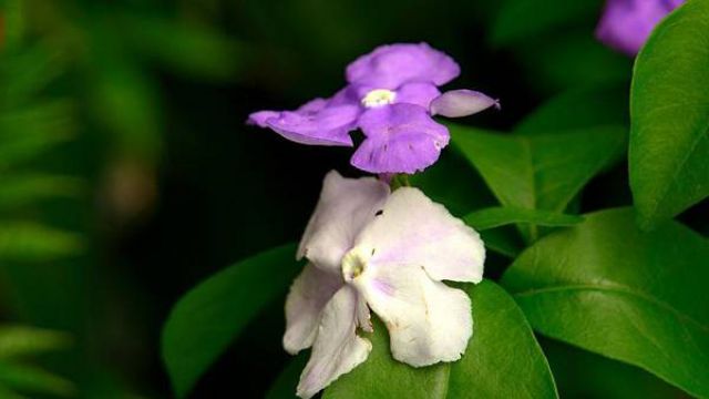 雙色茉莉不開(kāi)花怎么辦