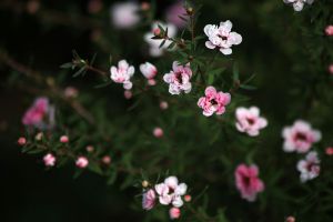 松紅梅開花分散怎么辦