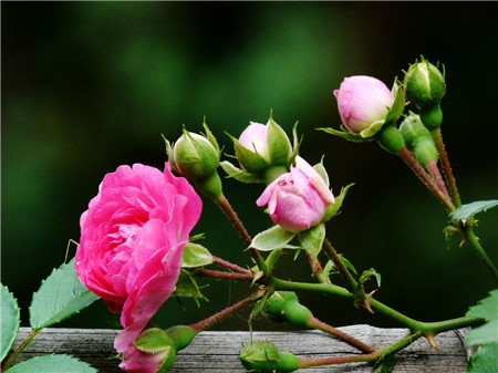 薔薇花的開(kāi)花時(shí)間