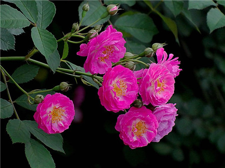 薔薇花不開(kāi)花怎么辦