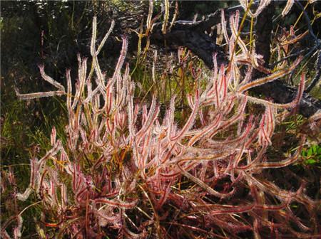 叉葉毛氈苔扦插繁殖方法