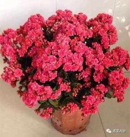 長壽開花