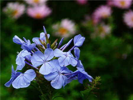 藍花丹開花圖片欣賞