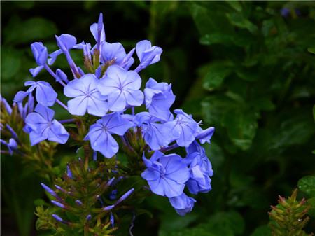 藍花丹開花圖片欣賞