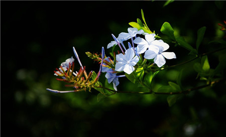 藍花丹開花圖片欣賞