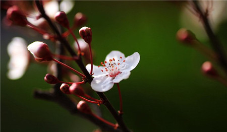 紫葉李開花嗎