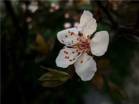 紫葉李開花圖片欣賞