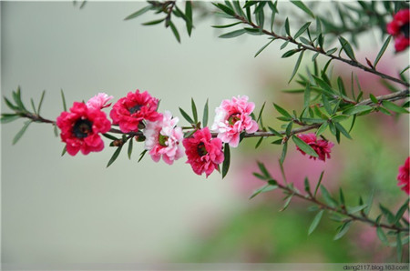 松紅梅開花圖片欣賞