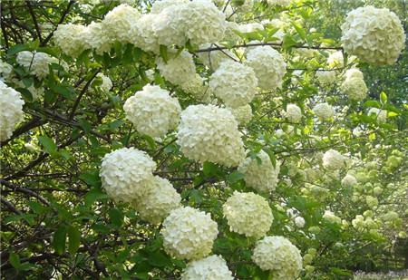 瓊花開花形態(tài)