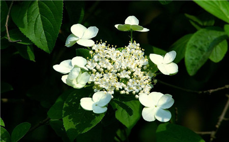 瓊花開花圖片欣賞