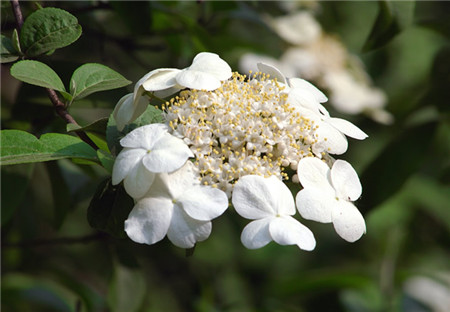 瓊花開花圖片欣賞