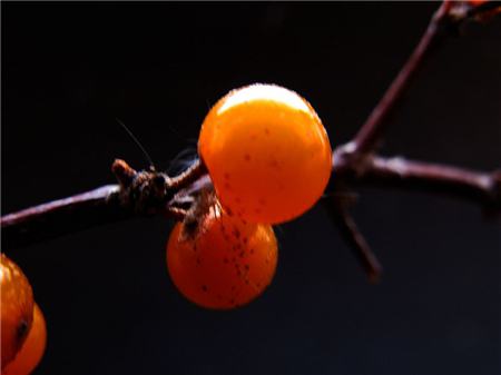 沙棘幼樹的造型