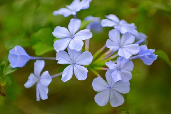 藍花丹什么時候開花