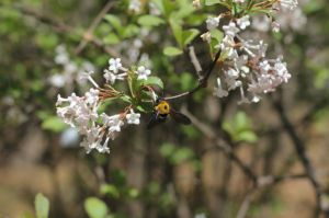 香莢蒾的種植方法及后期養(yǎng)護(hù)