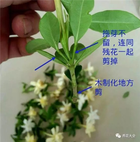 修剪殘花