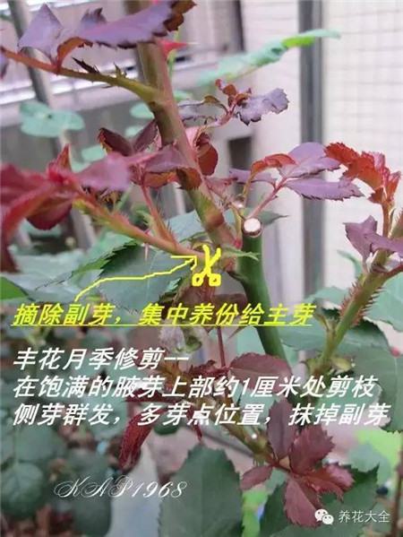 修剪豐花月季