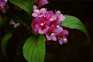 海仙花生蟲(chóng)了怎么辦 常見(jiàn)的病蟲(chóng)害防治