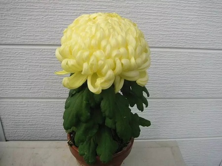 獨(dú)本菊植株