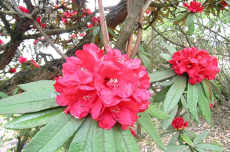 馬纓杜鵑的花朵