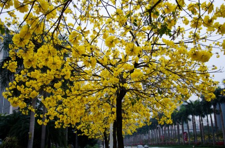 漂亮的黃花風(fēng)鈴木