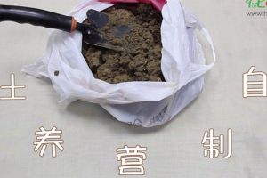 自制營養(yǎng)土視頻：這三種生活垃圾，可以制作營養(yǎng)土