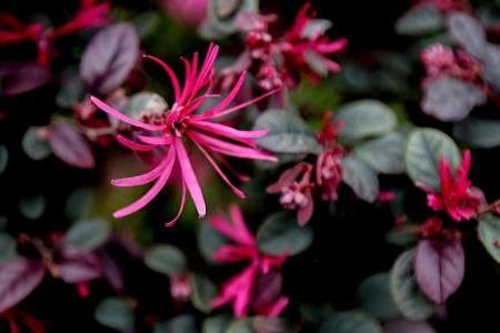 紅花繼木春季澆水