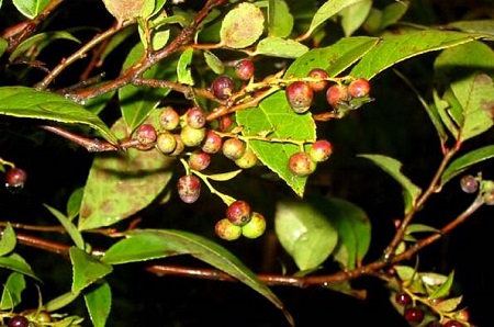 烏飯子植株