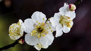 梅花的花語是什么