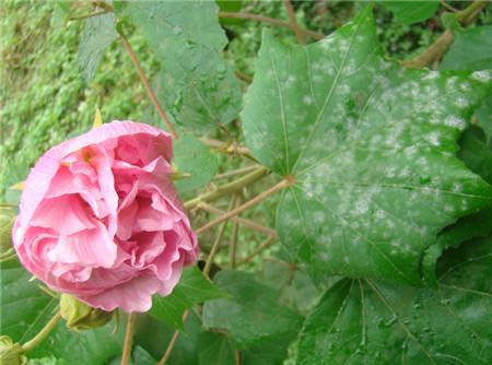 木芙蓉白粉病圖