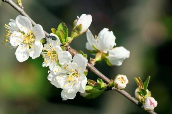 郁李的蟲(chóng)害及其防治