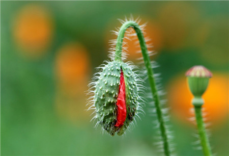 虞美人當(dāng)年開(kāi)花的技巧