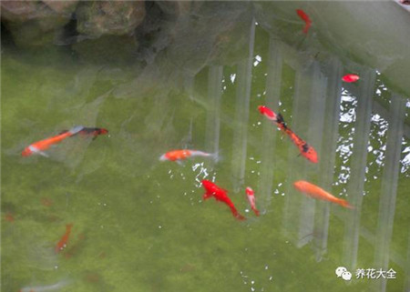 煮雞蛋水、養(yǎng)魚水