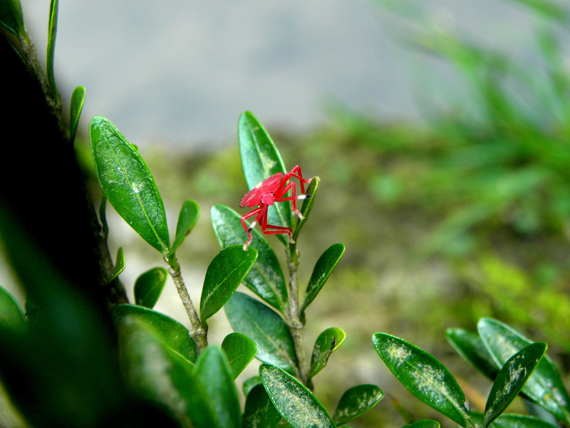 鴨腳木紅蜘蛛、薊馬