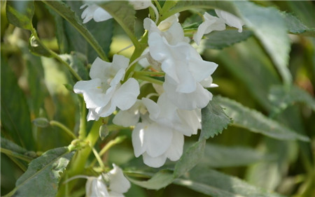 鳳仙花怎么采種