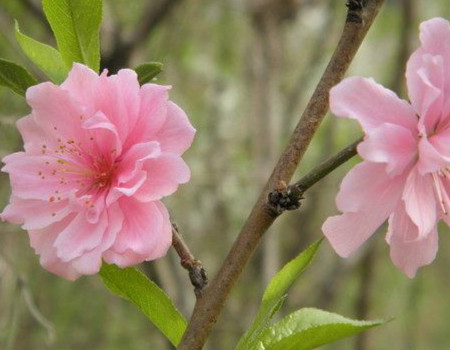 碧桃芽接時(shí)間