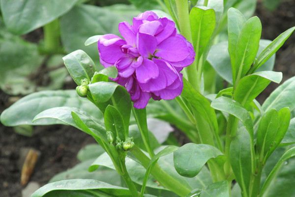 紫羅蘭四季都開(kāi)花的技巧