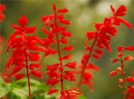 一串紅一年多次開花的方法